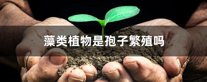藻类植物是孢子繁殖吗 藻类植物是孢子繁殖吗