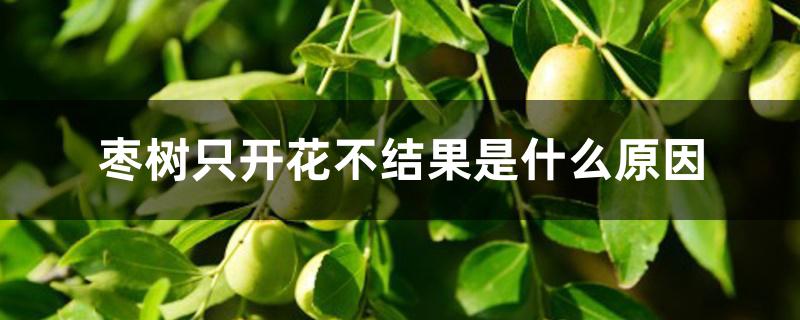 枣树只开花不结果是什么原因 枣树只开花不结果是什么原因