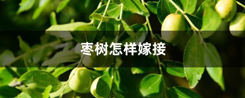枣树怎样嫁接 枣树怎样嫁接
