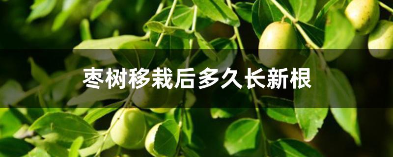枣树移栽后多久长新根 枣树移栽后多久长新根