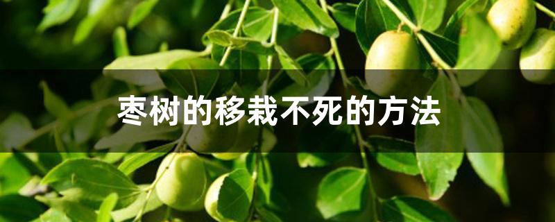 枣树的移栽不死的方法 枣树的移栽不死的方法