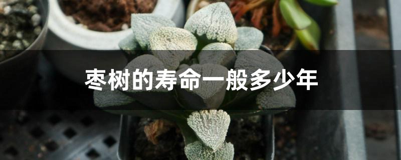 枣树的寿命一般多少年 枣树的寿命一般多少年