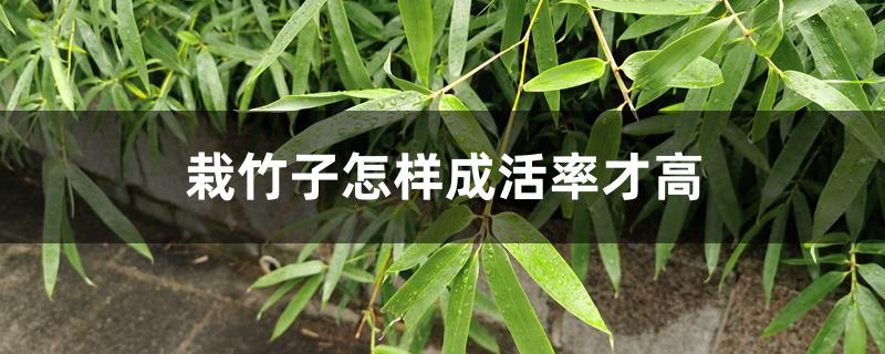 栽竹子怎样成活率才高 栽竹子怎样成活率才高