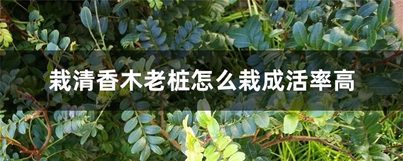 栽清香木老桩怎么栽成活率高 栽清香木老桩怎么栽成活率高