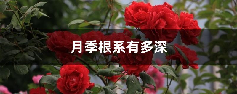 月季根系有多深 月季根系有多深