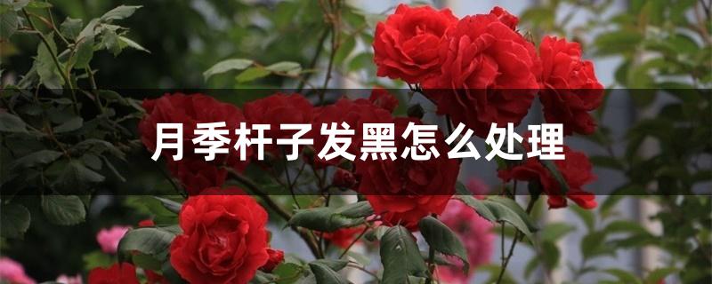 月季杆子发黑怎么处理 月季杆子发黑怎么处理