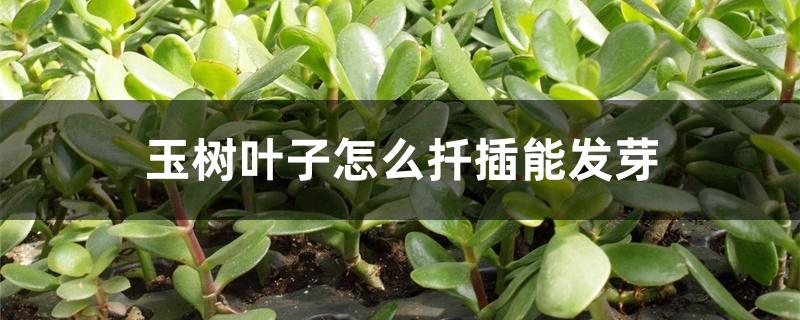 玉树叶子怎么扦插能发芽 玉树叶子怎么扦插能发芽
