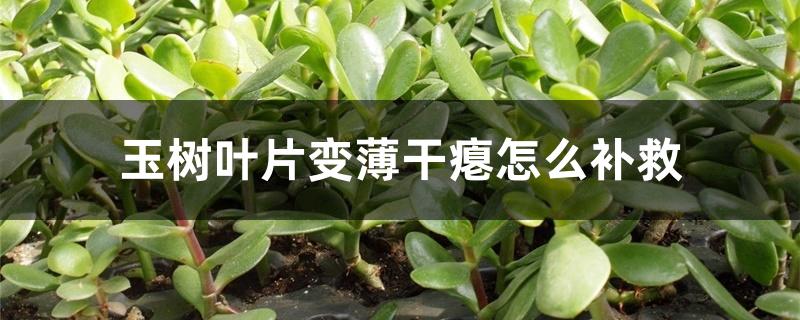 玉树叶片变薄干瘪怎么补救 玉树叶片变薄干瘪怎么补救