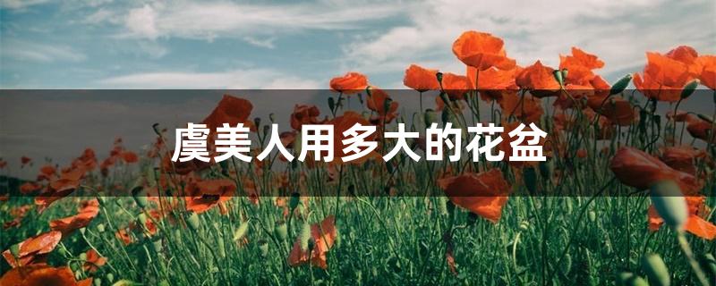虞美人用多大的花盆 虞美人用多大的花盆
