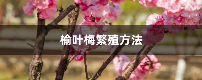 榆叶梅繁殖方法 榆叶梅繁殖方法