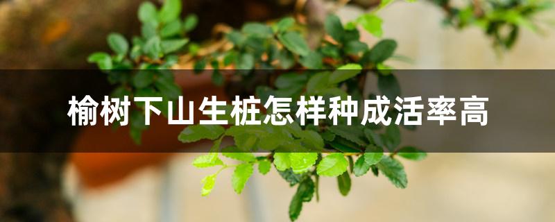 榆树下山生桩怎样种成活率高 榆树下山生桩怎样种成活率高