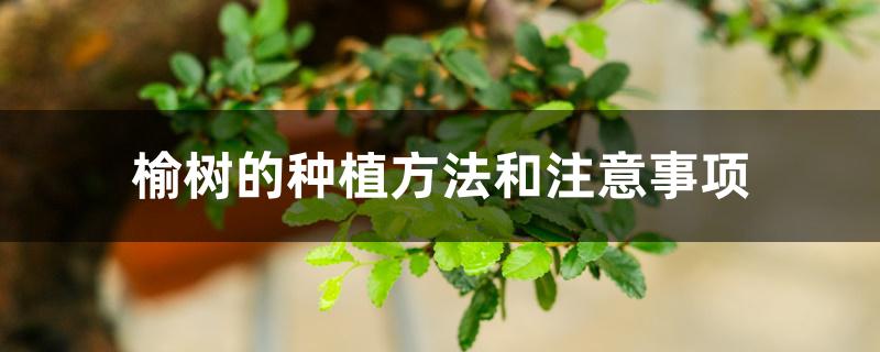 榆树的种植方法和注意事项 榆树的种植方法和注意事项