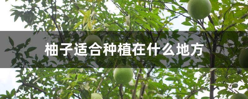 柚子适合种植在什么地方 柚子适合种植在什么地方