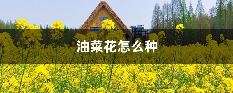 油菜花怎么种 油菜花怎么种