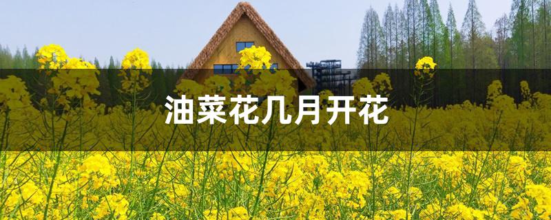 油菜花几月开花 油菜花几月开花
