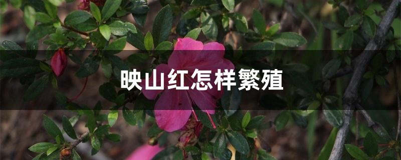 映山红怎样繁殖 映山红怎样繁殖