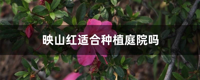 映山红适合种植庭院吗 映山红适合种植庭院吗