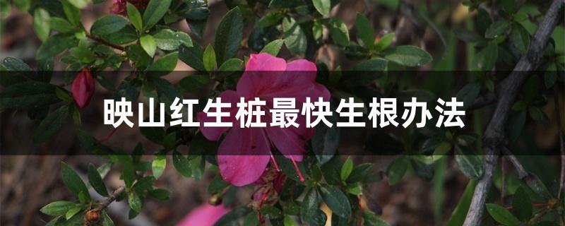 映山红生桩最快生根办法 映山红生桩最快生根办法