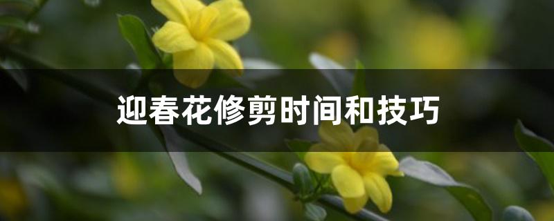 迎春花修剪时间和技巧 迎春花修剪时间和技巧