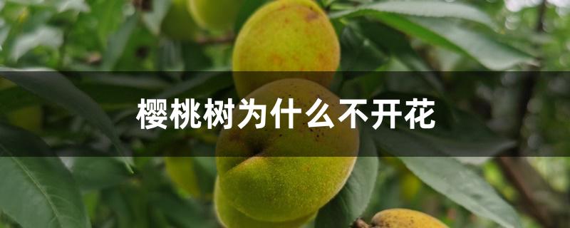 樱桃树为什么不开花 樱桃树为什么不开花