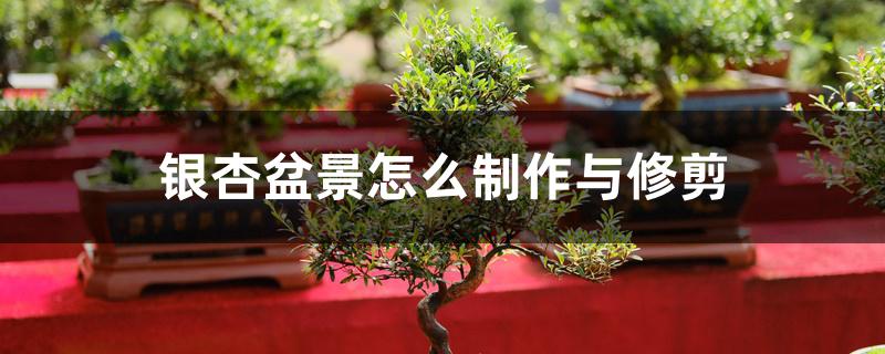 银杏盆景怎么制作与修剪 银杏盆景怎么制作与修剪
