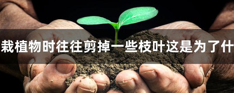 移栽植物时往往剪掉一些枝叶这是为了什么 移栽植物时往往剪掉一些枝叶这是为了什么