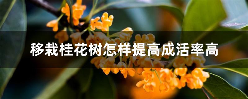 移栽桂花树怎样提高成活率高 移栽桂花树怎样提高成活率高