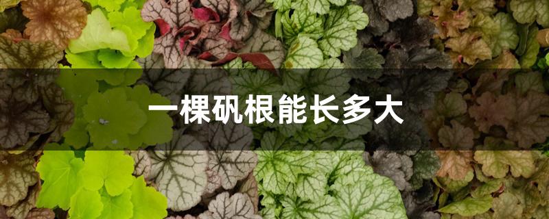 一棵矾根能长多大 一棵矾根能长多大