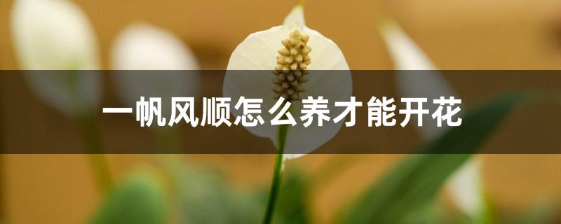 一帆风顺怎么养才能开花