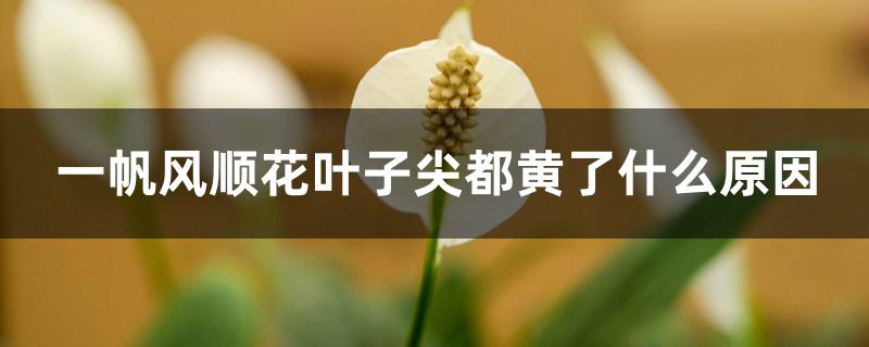 一帆风顺花叶子尖都黄了什么原因 一帆风顺花叶子尖都黄了什么原因