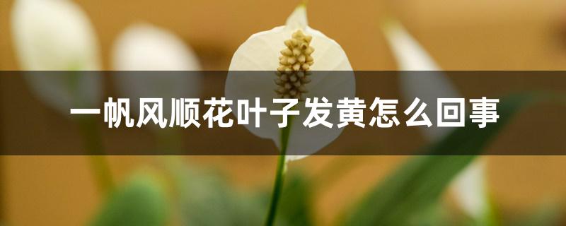 一帆风顺花叶子发黄怎么回事 一帆风顺花叶子发黄怎么回事