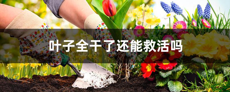 叶子全干了还能救活吗 叶子全干了还能救活吗