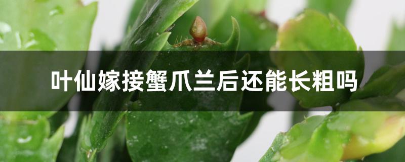 叶仙嫁接蟹爪兰后还能长粗吗 叶仙嫁接蟹爪兰后还能长粗吗