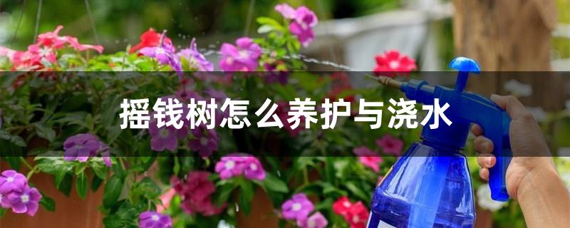 摇钱树怎么养护与浇水 摇钱树怎么养护与浇水
