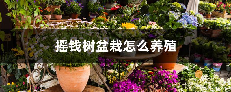 摇钱树盆栽怎么养殖 摇钱树盆栽怎么养殖