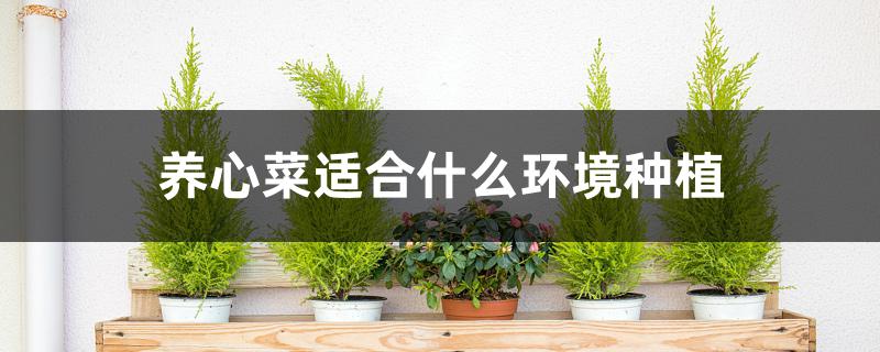 养心菜适合什么环境种植