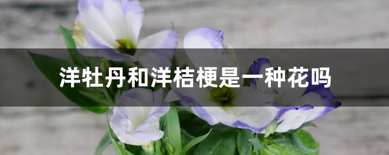 洋牡丹和洋桔梗是一种花吗 洋牡丹和洋桔梗是一种花吗