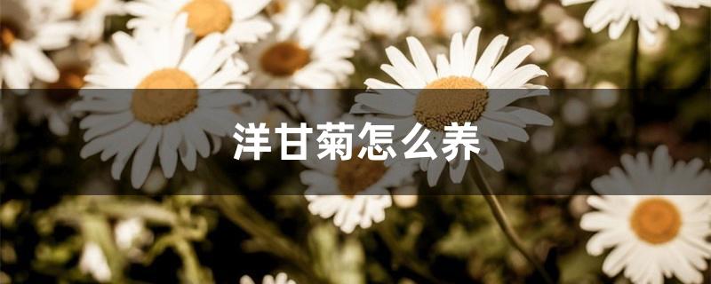 洋甘菊怎么养 洋甘菊怎么养