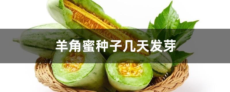羊角蜜种子几天发芽 羊角蜜种子几天发芽