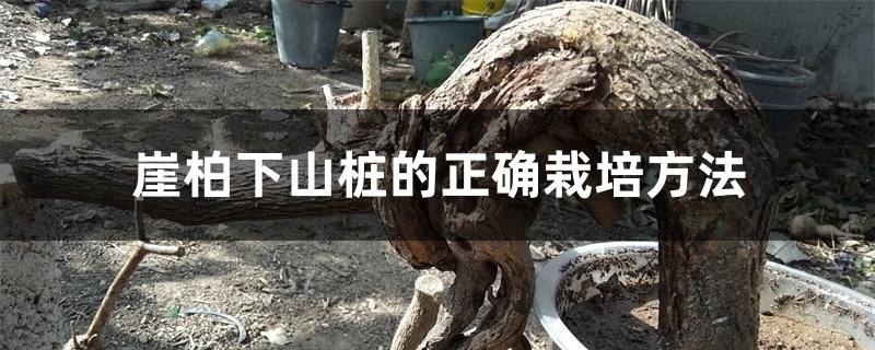 崖柏下山桩的正确栽培方法 崖柏下山桩的正确栽培方法