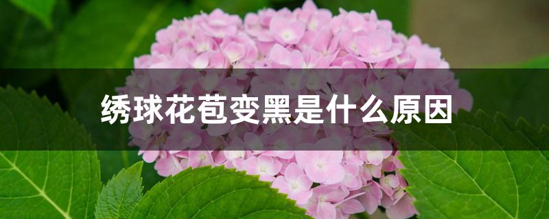 绣球花苞变黑是什么原因 绣球花苞变黑是什么原因