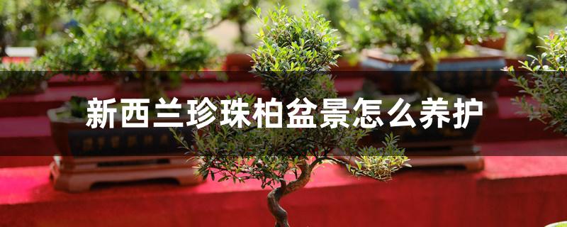 新西兰珍珠柏盆景怎么养护 新西兰珍珠柏盆景怎么养护