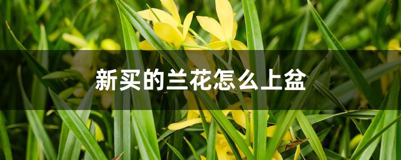 新买的兰花怎么上盆 新买的兰花怎么上盆