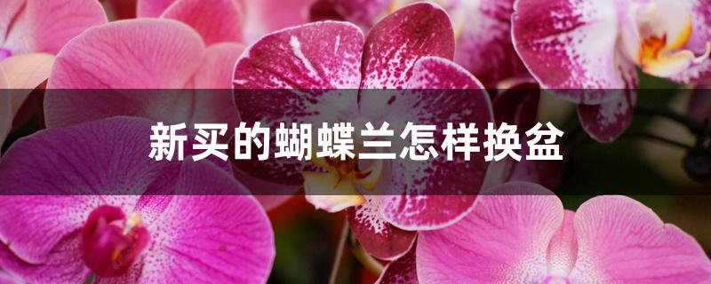 新买的蝴蝶兰怎样换盆 新买的蝴蝶兰怎样换盆