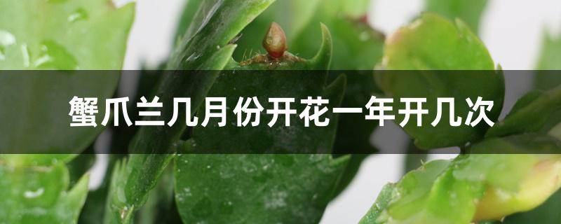 蟹爪兰几月份开花一年开几次 蟹爪兰几月份开花一年开几次