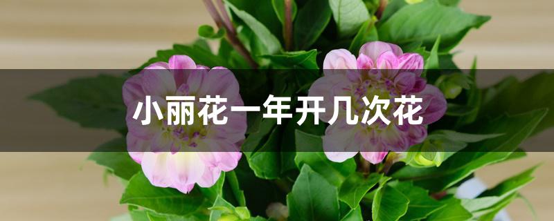 小丽花一年开几次花 小丽花一年开几次花