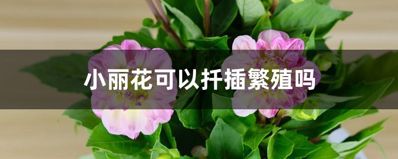 小丽花可以扦插繁殖吗 小丽花可以扦插繁殖吗