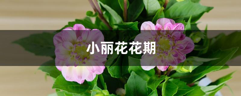 小丽花花期