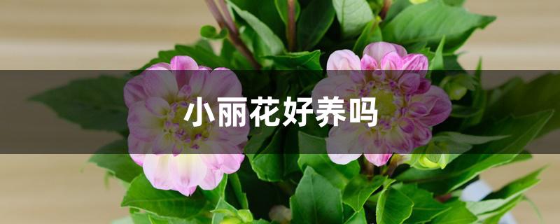 小丽花好养吗 小丽花好养吗