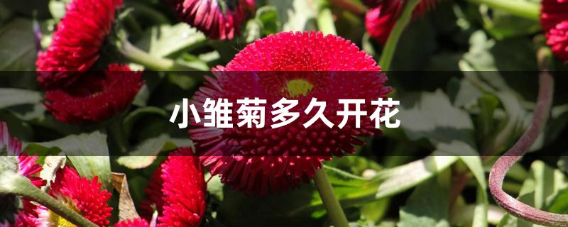 小雏菊多久开花 小雏菊多久开花